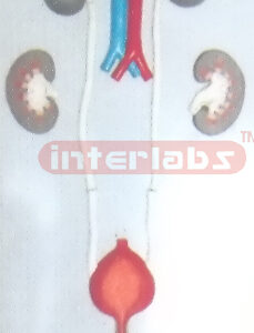 HUMAN FEMALE URINARY SYSTEM HANGING & PLASTIC PLATE Manufacturers and Suppliers From Ambala India