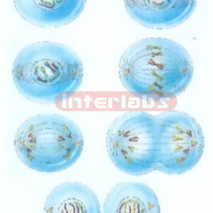 HANGING HUMAN CELLS DIVIDE MODEL Manufacturers and Suppliers From Ambala India