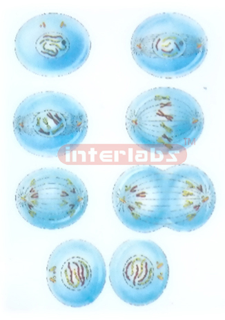 HANGING HUMAN CELLS DIVIDE MODEL Manufacturers and Suppliers From Ambala India