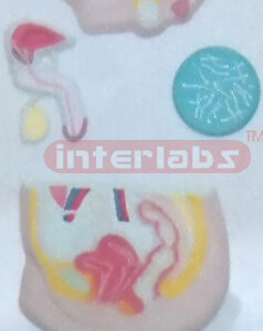 HUMAN MALE& FEMALE GENITAL & URINARY SYSTEM PLASTIC PLATE Manufacturers and Suppliers From Ambala India