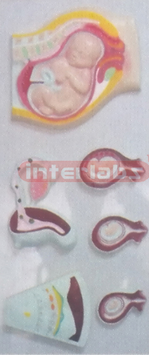 HUMAN GENITAL UTERUS & PREGNANCY SERIES PLASTIC PLATE Manufacturers and Suppliers From Ambala India
