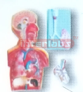 HANGING HUMAN RESPIRATORY CIRCULATION SYSTEM MODEL Manufacturers and Suppliers From Ambala India