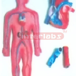HANGING HUMAN CIRCULATION SYSTEM MODEL Manufacturers and Suppliers From Ambala India