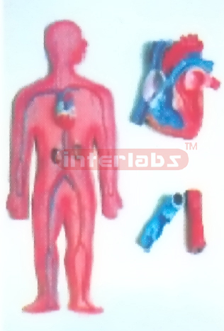 HANGING HUMAN CIRCULATION SYSTEM MODEL Manufacturers and Suppliers From Ambala India