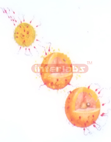 HANGING HUMAN SEXUAL INTERCOURSE (SPERM AND EGY COMBINES) DEMONSTRATING MODEL Manufacturers and Suppliers From Ambala India