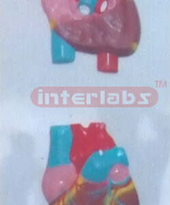 HUMAN BLOOD CIRCULATION SYSTEM IN HEART. HANGING PLASTIC PLATE Manufacturers and Suppliers From Ambala India