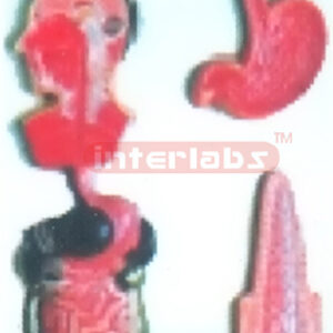 HANGING HUMAN DIGESTIVE SYSTEM MODEL Manufacturers and Suppliers From Ambala India