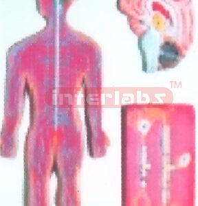 HANGING NERVE SYSTEM MODEL Manufacturers and Suppliers From Ambala India