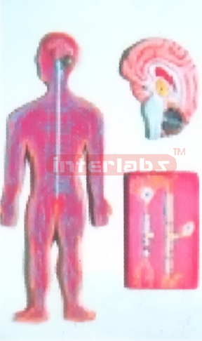HANGING NERVE SYSTEM MODEL Manufacturers and Suppliers From Ambala India