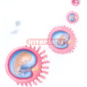 HANGING HUMAN STAGES OF PREGNANCY MODEL Manufacturers and Suppliers From Ambala India