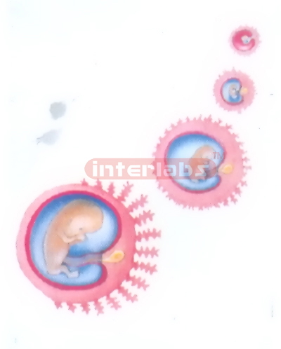 HANGING HUMAN STAGES OF PREGNANCY MODEL Manufacturers and Suppliers From Ambala India