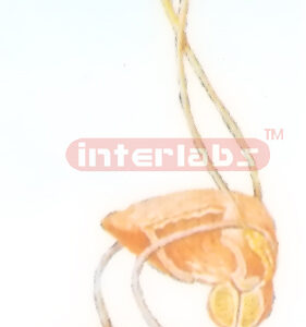 GENERAL ARRANGEMENT MODEL OF THE MALE UROGENITAL SYSTEM Manufacturers and Suppliers From Ambala India