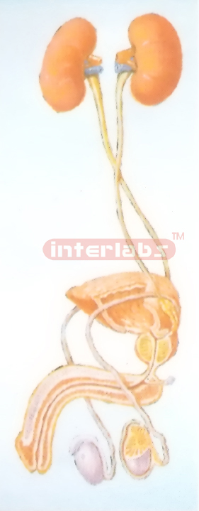 GENERAL ARRANGEMENT MODEL OF THE MALE UROGENITAL SYSTEM Manufacturers and Suppliers From Ambala India