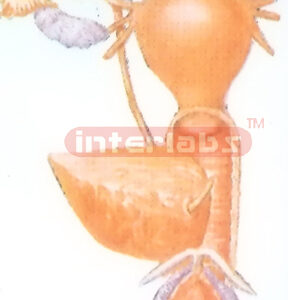 GENERAL ARRANGEMENT MODEL OF THE FEMALE UROGENITAL SYSTEM Manufacturers and Suppliers From Ambala India