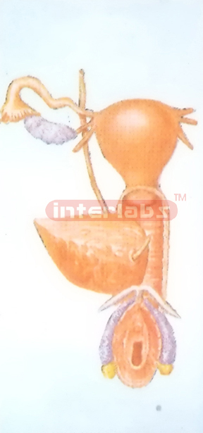 GENERAL ARRANGEMENT MODEL OF THE FEMALE UROGENITAL SYSTEM Manufacturers and Suppliers From Ambala India