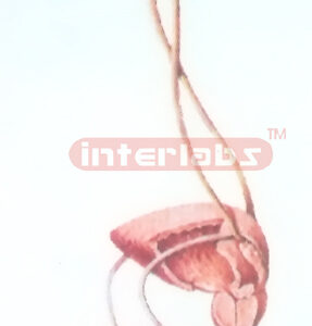 HANGING GENERAL ARRANGEMENT MODEL OF THE MALE UROGENITAL SYSTEM Manufacturers and Suppliers From Ambala India