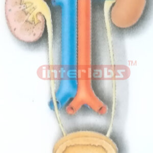 HANGING HUMAN COMMON DISEASE MODEL OF UROGENITAL SYSTEM Manufacturers and Suppliers From Ambala India