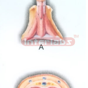HANGING HUMAN TRANSVERSE SECTION MODEL THROUGH BODY OF THE PENIS Manufacturers and Suppliers From Ambala India