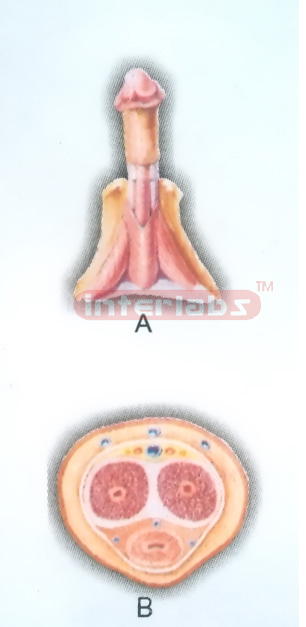 HANGING HUMAN TRANSVERSE SECTION MODEL THROUGH BODY OF THE PENIS Manufacturers and Suppliers From Ambala India