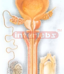 HANGING HUMAN MALE ORGANS ANATOMICAL MODEL Manufacturers and Suppliers From Ambala India