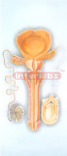 HANGING HUMAN MALE ORGANS ANATOMICAL MODEL Manufacturers and Suppliers From Ambala India