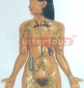 HANGING HUMAN LYMPHATIC SYSTEM AND LYMPH MODEL Manufacturers and Suppliers From Ambala India