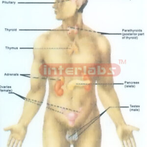 MAJOR ENDOCRINE GLANDS AND THEIR  LOCATIONS IN THE BODY Manufacturers and Suppliers From Ambala India