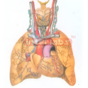 THE LYMPH VESSELS AND THE LYMPH NODES OF THE THORACIC VISCERAE Manufacturers and Suppliers From Ambala India