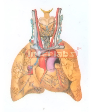 THE LYMPH VESSELS AND THE LYMPH NODES OF THE THORACIC VISCERAE Manufacturers and Suppliers From Ambala India