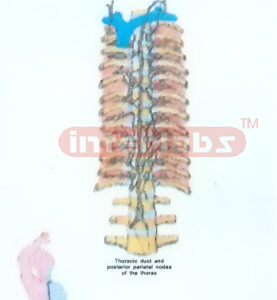 HANGING HUMAN LYMPHATIC FLOW COLLECTION MODEL Manufacturers and Suppliers From Ambala India