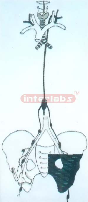 HANGING HUMAN LYMPHATIC CIRCULATION MODEL Manufacturers and Suppliers From Ambala India