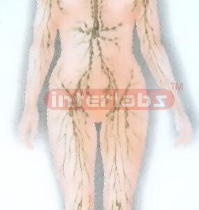 HUMAN WHALLY SYSTEM MODEL Manufacturers and Suppliers From Ambala India