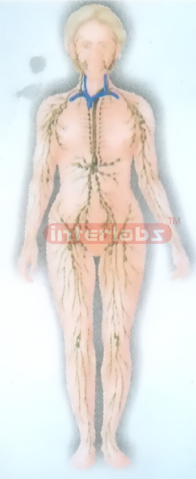 HUMAN WHALLY SYSTEM MODEL Manufacturers and Suppliers From Ambala India