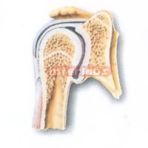 HUMAN SHOULDER JOINT (CORONAL SECTION) MODEL Manufacturers and Suppliers From Ambala India