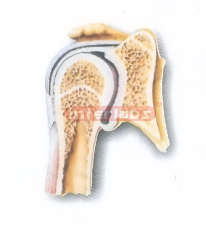 HUMAN SHOULDER JOINT (CORONAL SECTION) MODEL Manufacturers and Suppliers From Ambala India