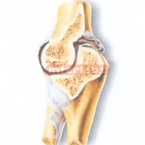 HUMAN SAGITTAL SECTION OF THE ELBOW JOINT MODEL (SHOWING THE NUMEROULNAR JOINT) Manufacturers and Suppliers From Ambala India