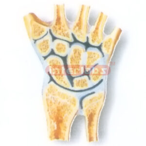 HUMAN JOINTS OF THE WRIST (CORONAL SECTION) MODEL Manufacturers and Suppliers From Ambala India