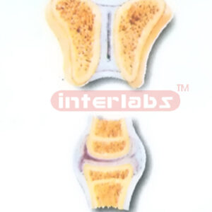 HANGING HUMAN JOINTS SECTIONAL COLLECTION Manufacturers and Suppliers From Ambala India