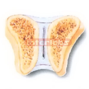 HUMAN CARTILAGINOUS JOINT MODEL Manufacturers and Suppliers From Ambala India