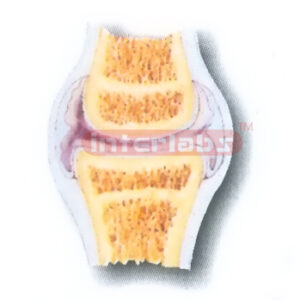 HUMAN ARTICULAR JOINT MODEL Manufacturers and Suppliers From Ambala India