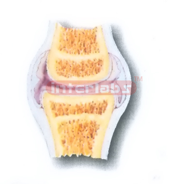 HUMAN ARTICULAR JOINT MODEL Manufacturers and Suppliers From Ambala India