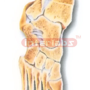 HUMAN JOINTS OF FOOT (SECTION) MODEL Manufacturers and Suppliers From Ambala India