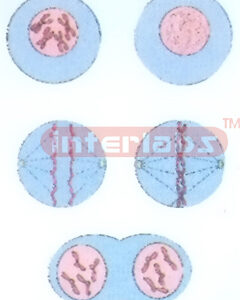 HANGING HUMAN CHANGING AND DEMONSTRATING MODEL OF CHROMOSOME Manufacturers and Suppliers From Ambala India