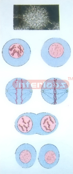 HANGING HUMAN CHANGING AND DEMONSTRATING MODEL OF CHROMOSOME Manufacturers and Suppliers From Ambala India