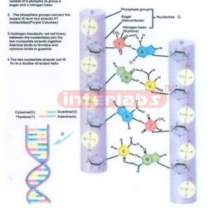 HANGING HUMAN DNA CHANGING AND DEMONSTRATING MODEL Manufacturers and Suppliers From Ambala India