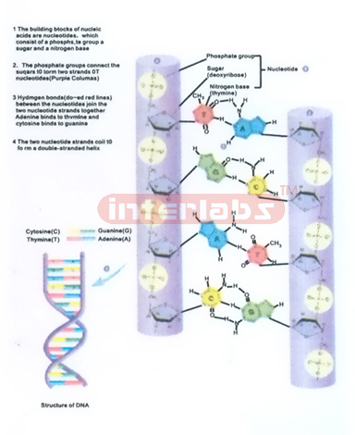 HANGING HUMAN DNA CHANGING AND DEMONSTRATING MODEL Manufacturers and Suppliers From Ambala India