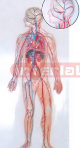 HUMAN BLOOD CIRCULATION SYSTEM WOODEN PLATE