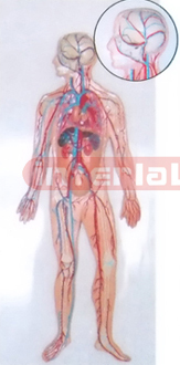 HUMAN BLOOD CIRCULATION SYSTEM WOODEN PLATE