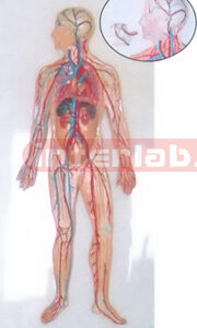 HUMAN BLOOD CIRCULATION SYSTEM WOODEN PLATE