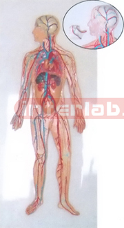 HUMAN BLOOD CIRCULATION SYSTEM WOODEN PLATE